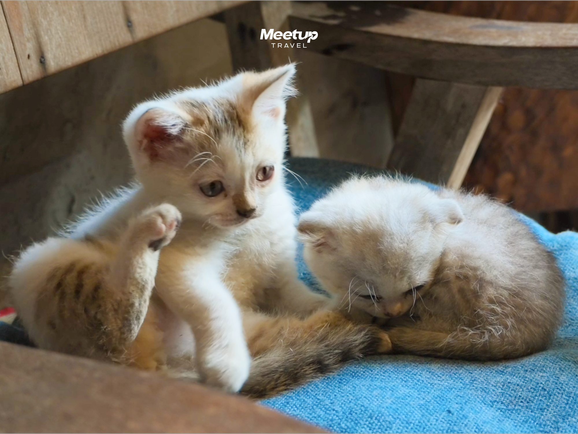 Sunset and cats at SaMoc Cafe, photo 3