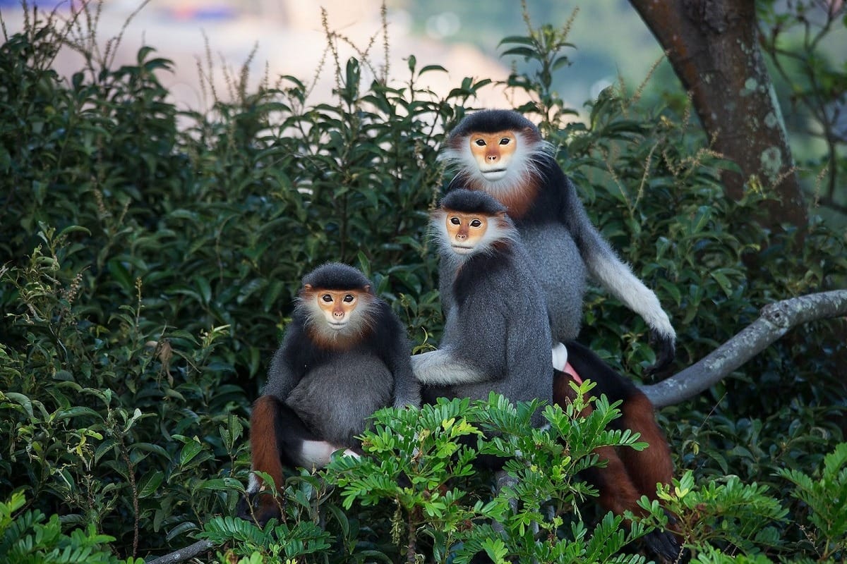 Red shanked douc langurs in Son Tra Peninsula forest Da Nang