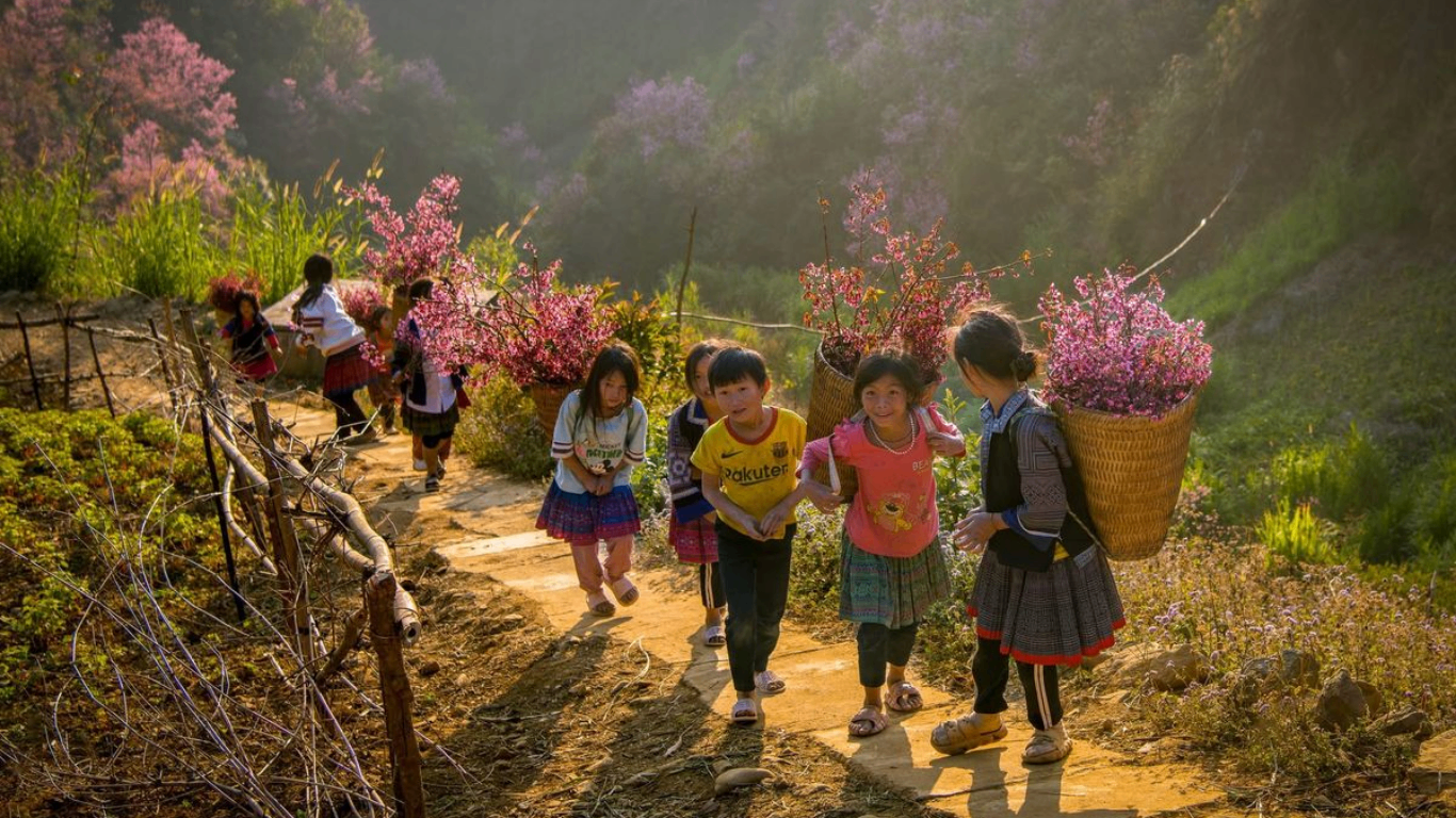 Rows of blooming peach trees cover a sloped hillside, with mountain ridges rising behind.