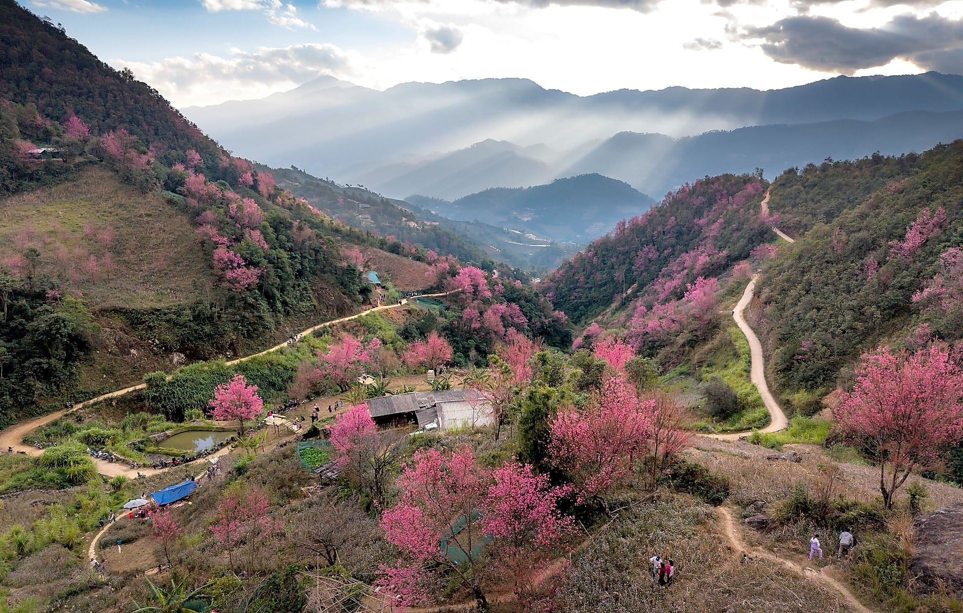 Blooming pink peach blossoms in Mu Cang Chai valley spring season