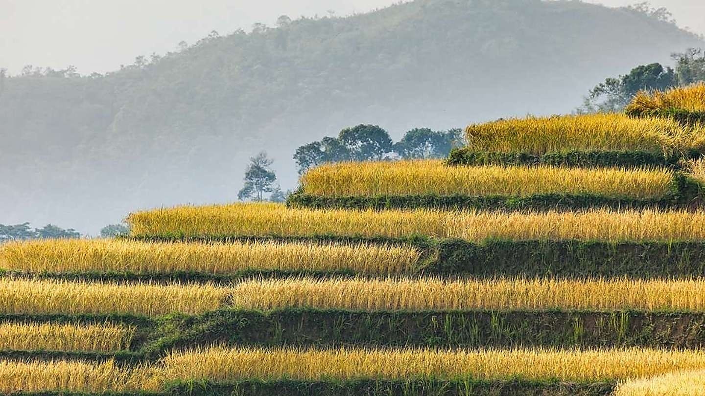 Curved terrace fields in shades of gold and green stack up a steep mountainside.