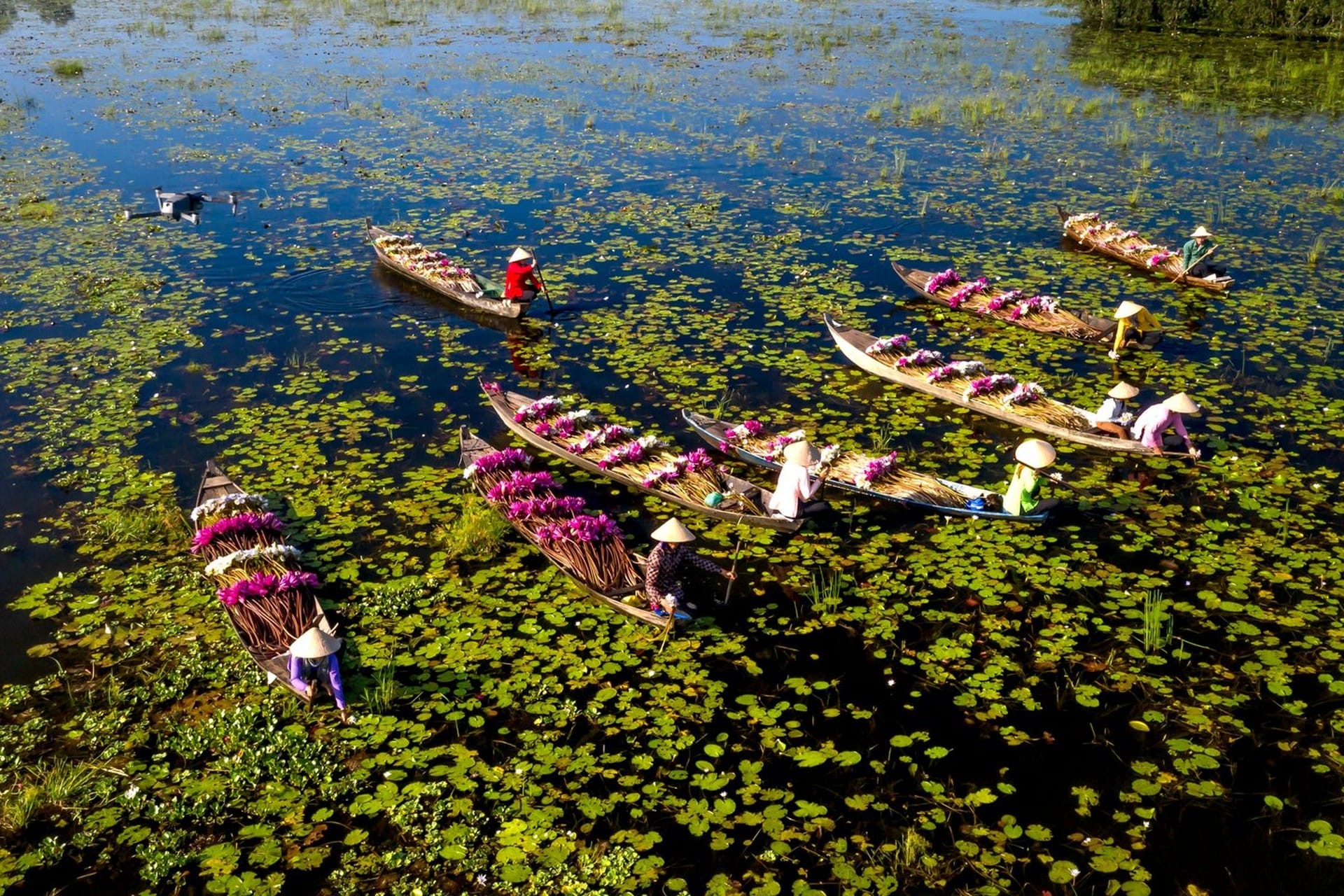 Small boats rowed by people in conical hats through a water lily field, Mekong Delta