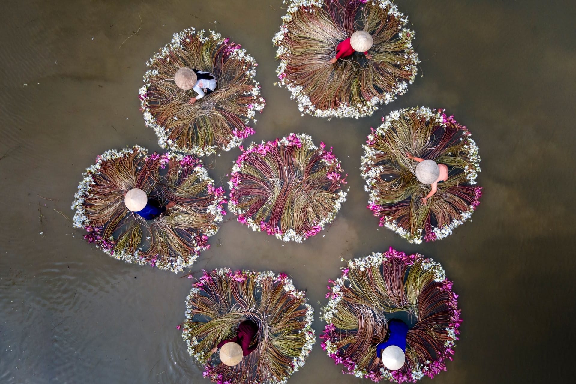 Water lilies laid out in circles on the water in the Mekong Delta