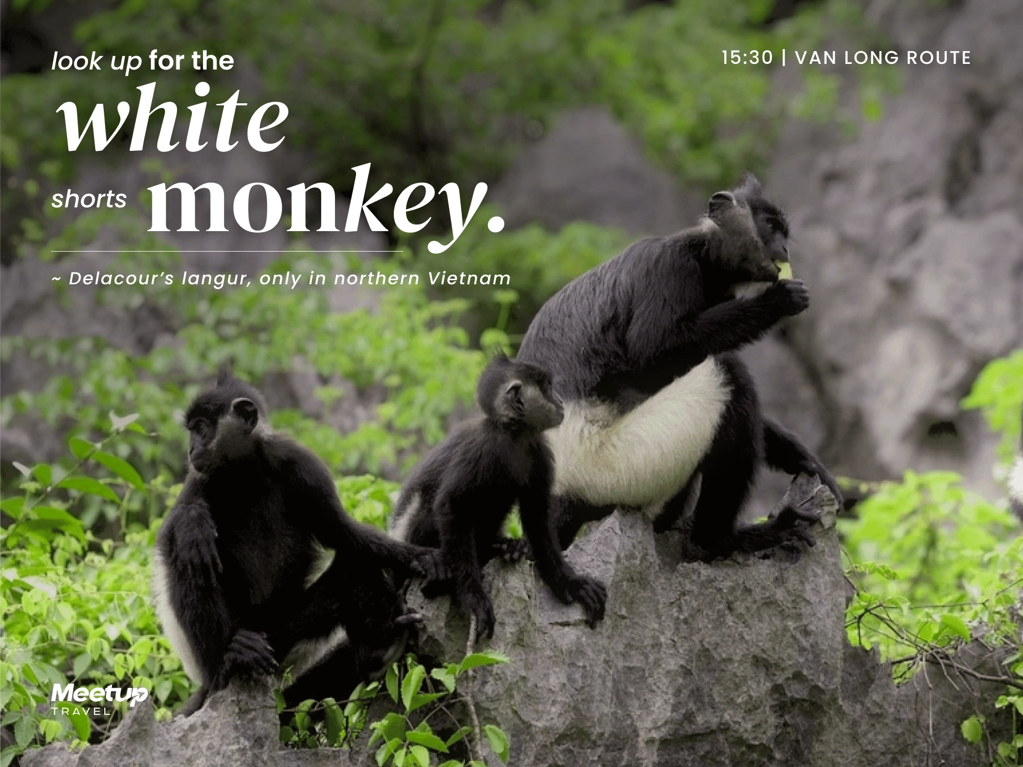 look up for the white shorts monkey