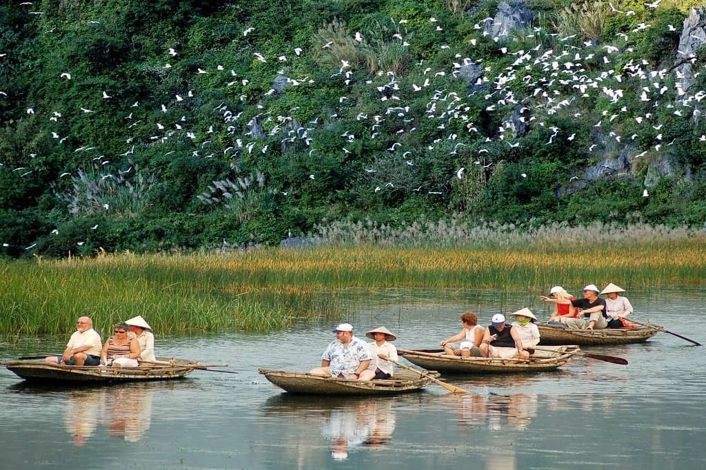 Ecotourism boat trip observing wildlife and white storks in Van Long wetland reserve.