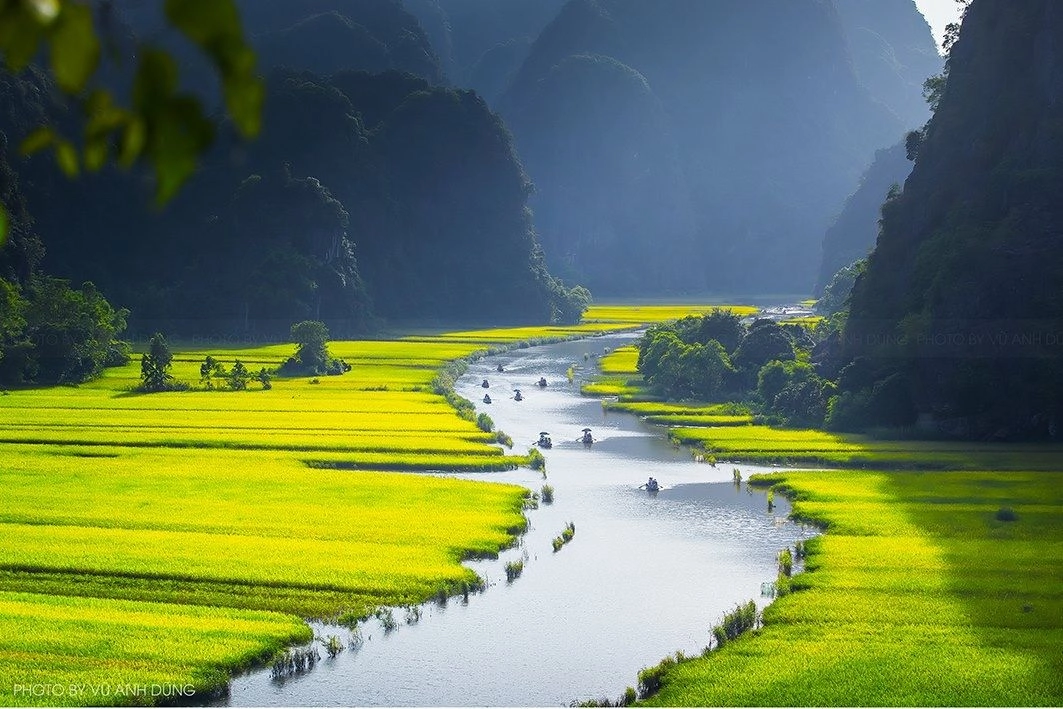 Rowing boats navigating along Ngo Dong River through golden rice fields in Tam Coc, Vietnam.