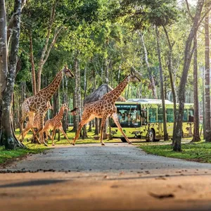 meetup-phu-quoc-safari-01