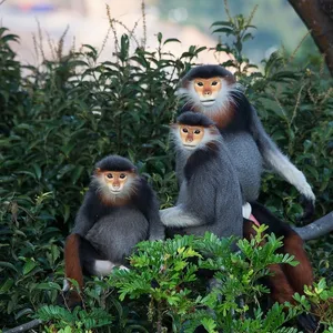Marble Mountains, Monkey Mountain & Am Phu Cave Sunset Tour